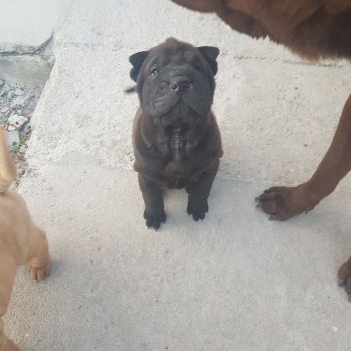 Cachorrinho sharpei