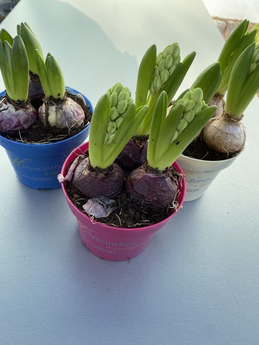 Опт та роздріб Гіацинт , нарцис , каланхое