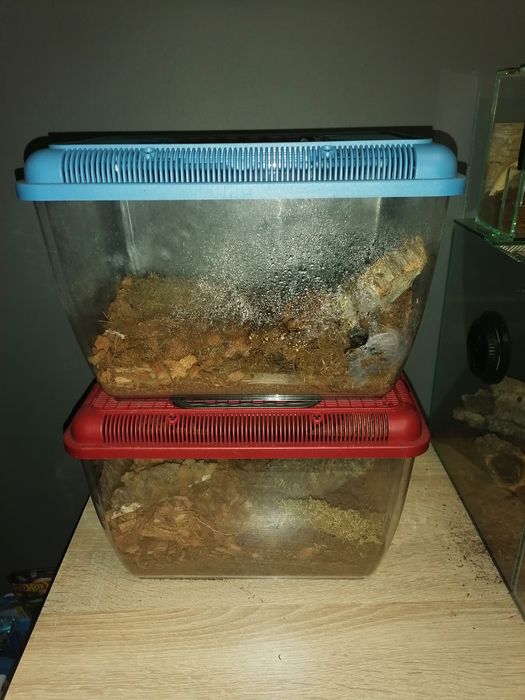 Terrarium transporter