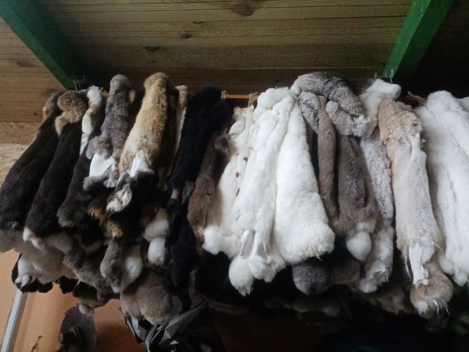 Мех кролика рекс. Шкурки
