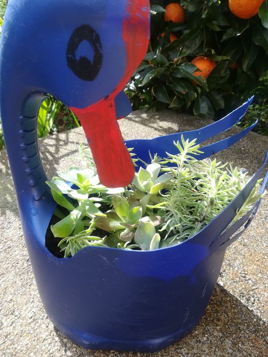 Cogumelos Silvestres, Sementes girasois várias cores, Suculentas, plan