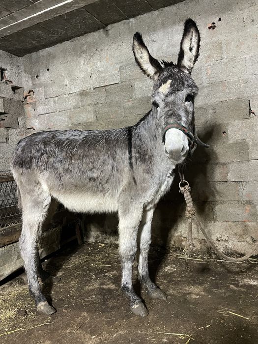 Burro com 7 meses