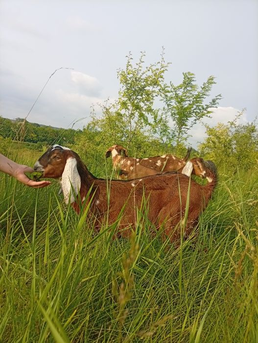 Продам козлика.кози козенята.