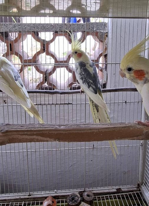 Caturra macho Arlequim