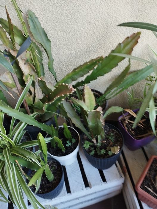 Epifilum kwitnący kaktus o czerwonych kwiatach