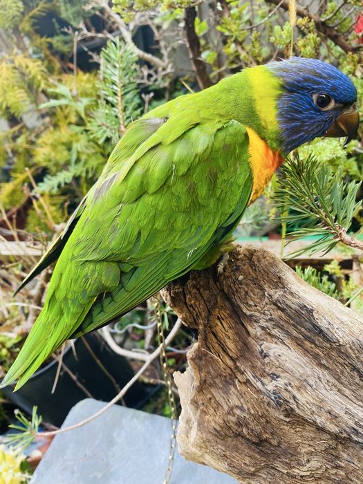 Loris Domesticado - Papagaio Arco Iris