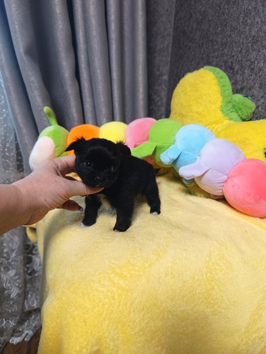 Кукольная девочка чихуахуа