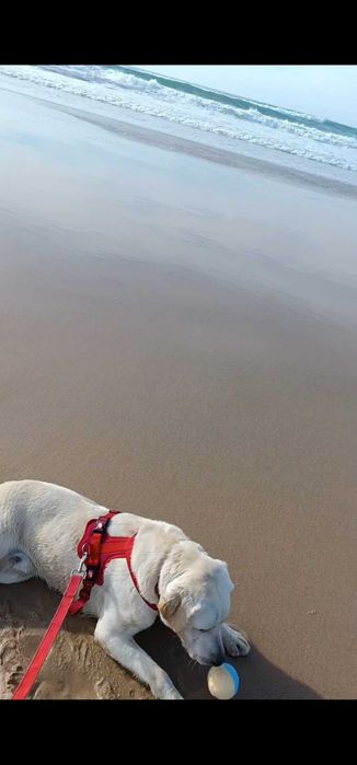Labrador para adoção