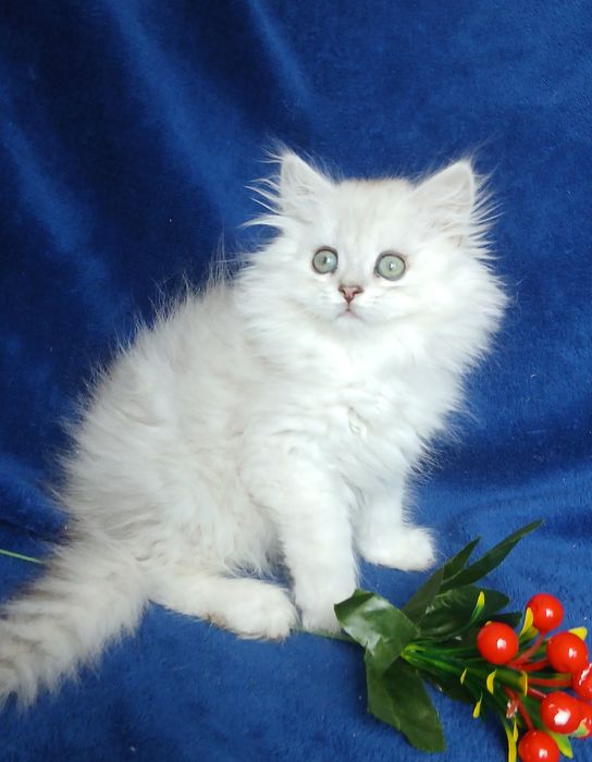 Шиншилла Серебристая британская
