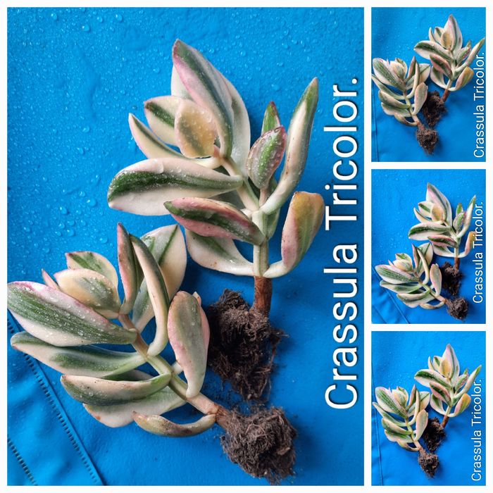 Красули, товстянки, грошовi дерева, Crassulu.