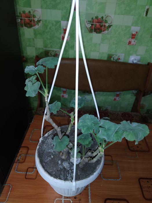 Герань пеларгония