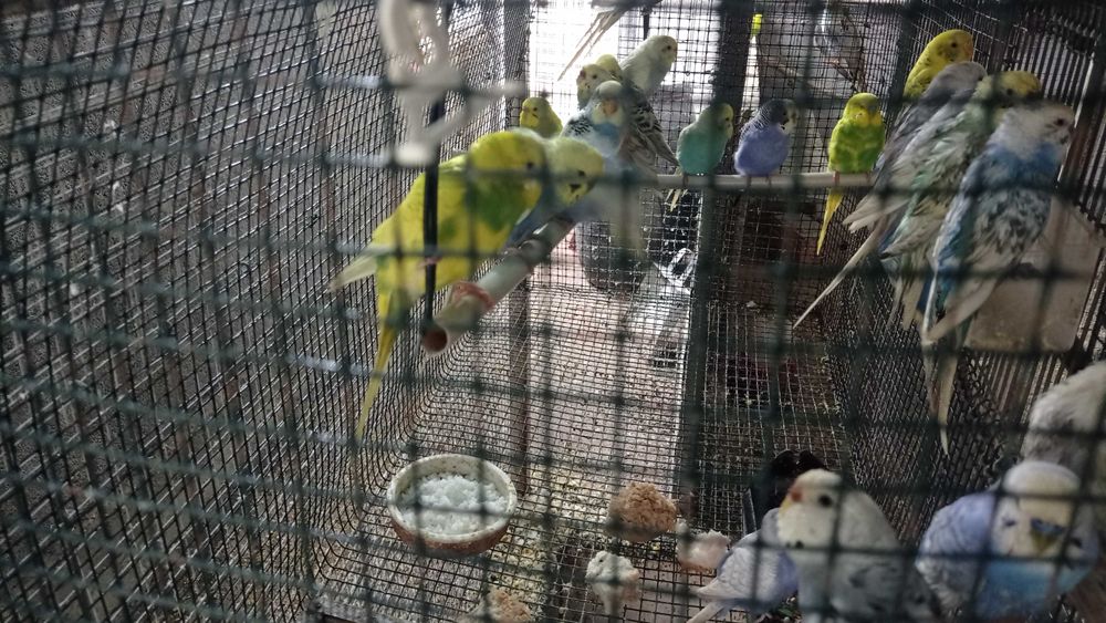 Caturras e periquitos