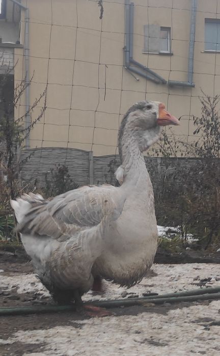 Chołmogory jaja legowe