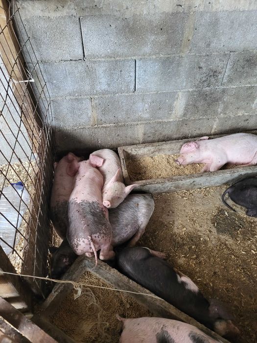 Leitões para assar ou criar