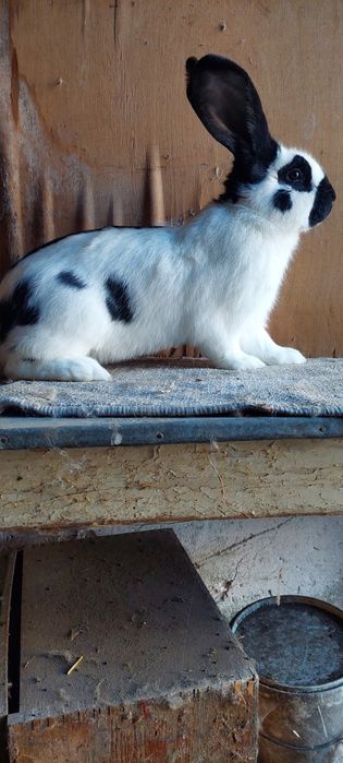 Samiec Srokacz OSC z rodowodem