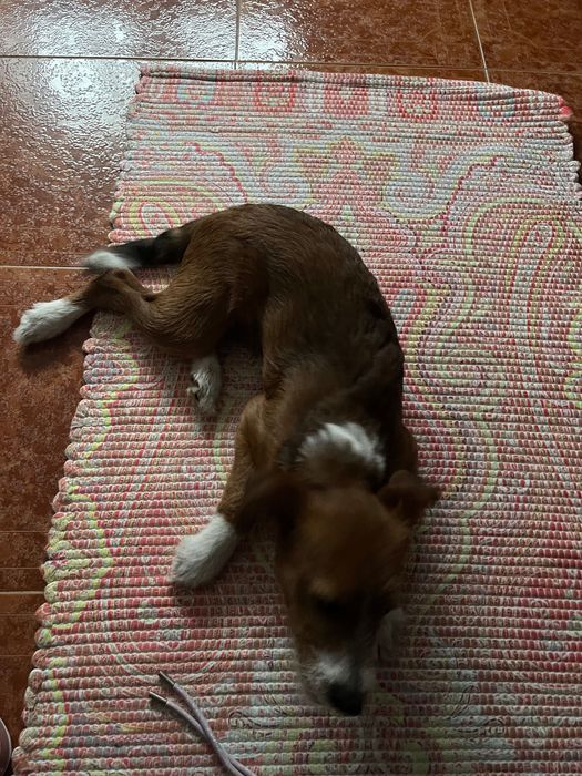 ADOÇÃO-  Nico tem 5 meses