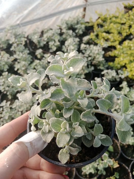 Kocanka srebrzysta włochata silver sadzonki w doniczkach 10cm