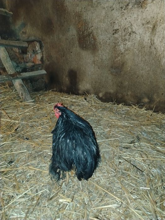 Sprzedam koguta kochina karzełka miniaturke