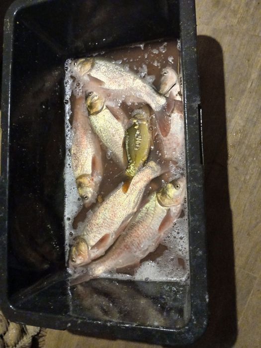 Domek wśród  zieleni  z  S A U N Ą,  Gor ą c ą  b a l i ą,   KOMINKIEM