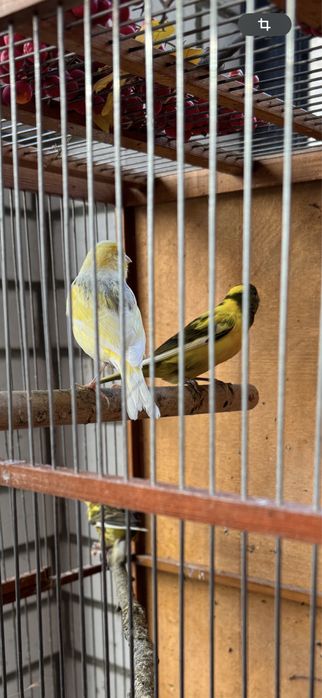 Клетки для канареек и …