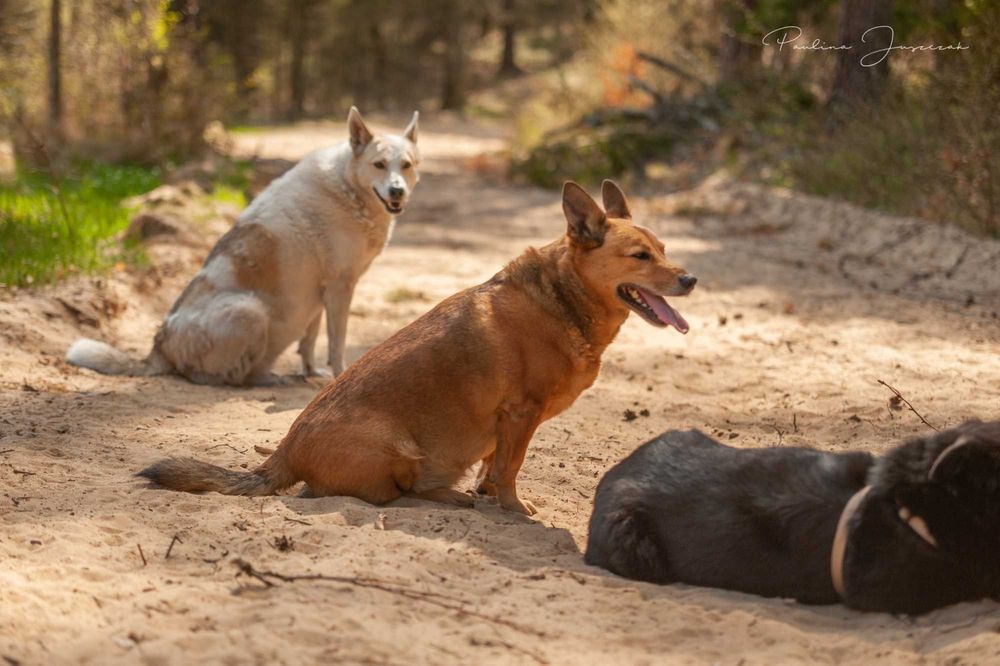 Mały, uśmiechnięty Stevie bardzo chciałby mieć swój dom!