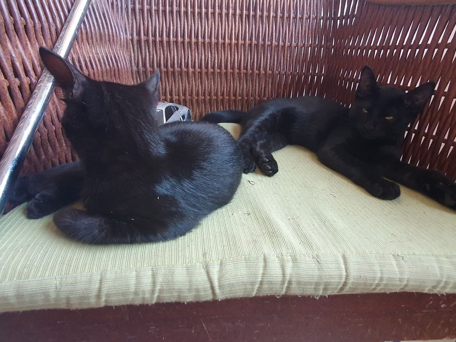 Gatinhos para adoção