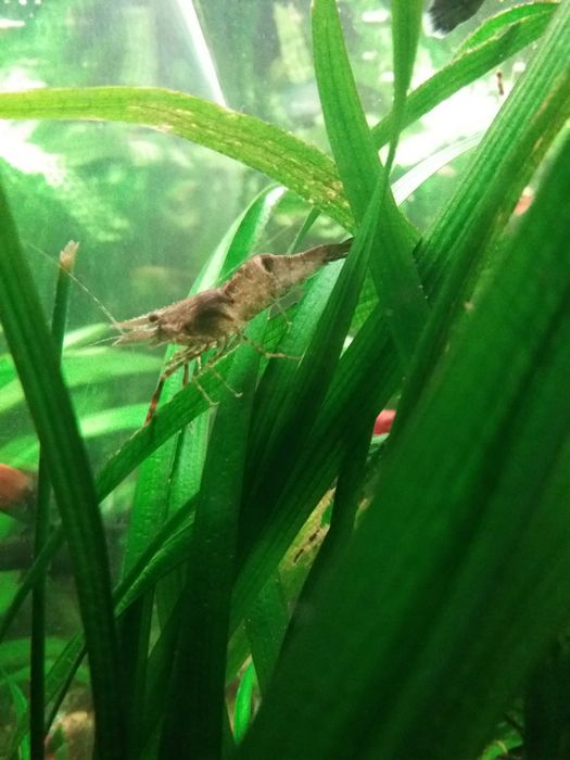 Аквариумная креветка - Макробрахиум
