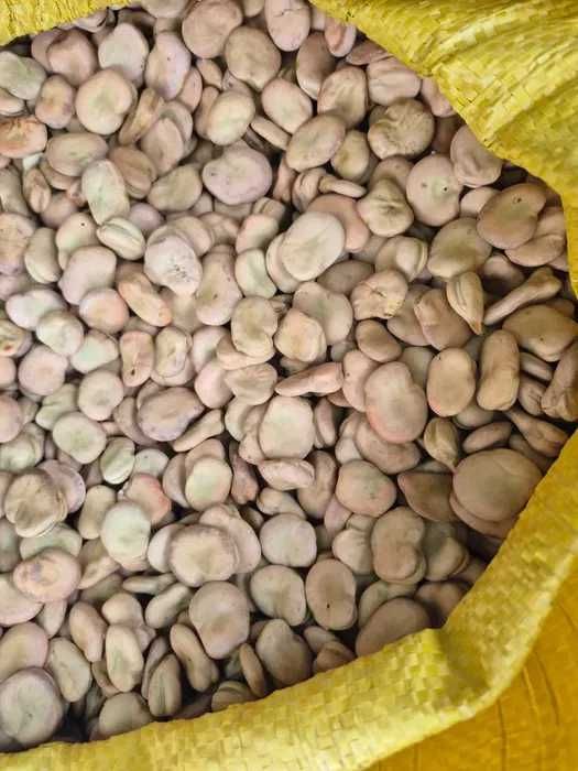 Nasiona Kolekcjonerskie Bób odmiana Bizon 0,25 kg