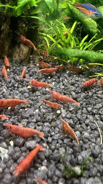 camarão Red cherry para aquario