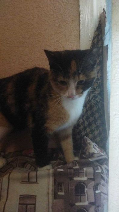 Коты трехцветные