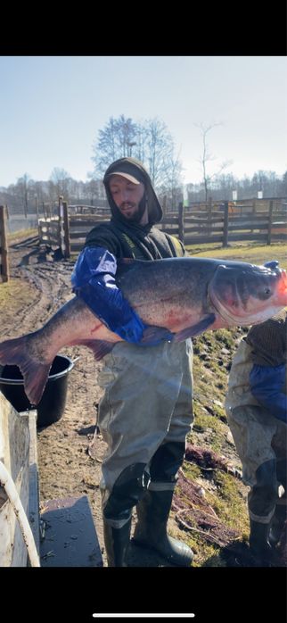 Tołpyga tołpygi okazy duze ryby