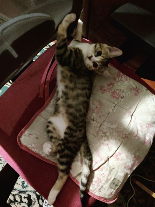 Віддаються кошенята