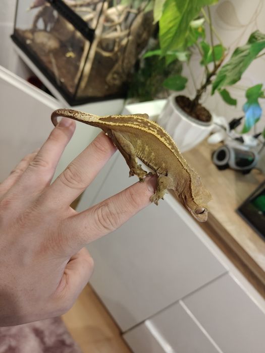 Gekon orzęsiony samica dorosła