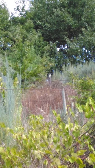 Terreno em Silgueiros (VISEU) com 45mil m2