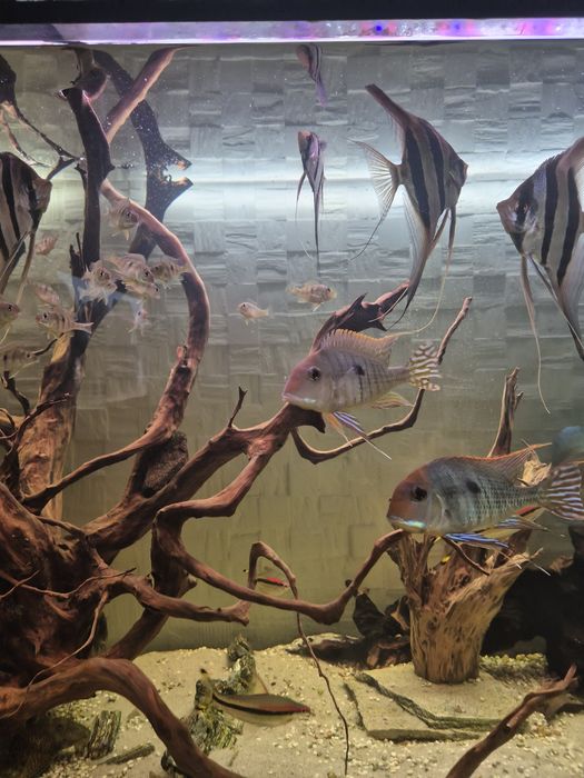 Ziemiojady , parka, sprzedam .