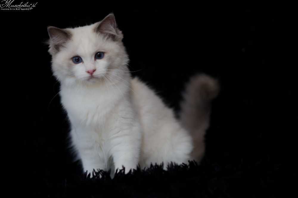 Ragdoll, przepiękna koteczka blue bicolor z rodowodem FPL
