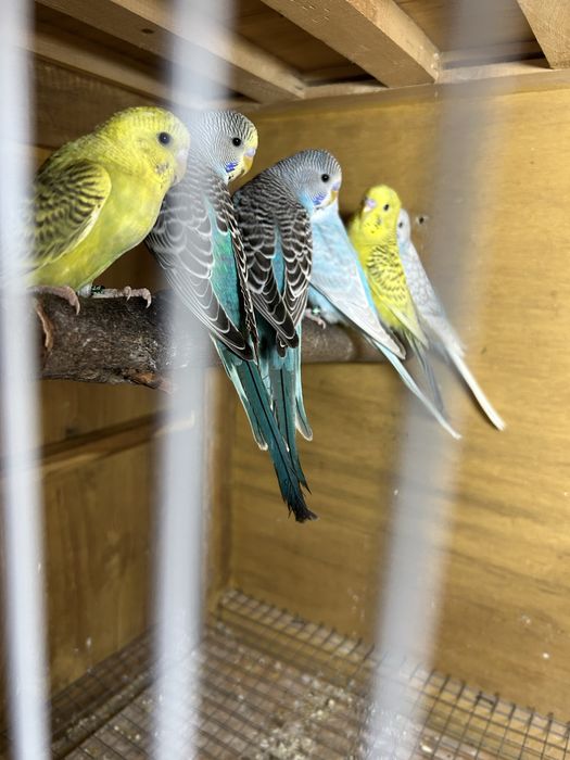 Periquitos para venda
