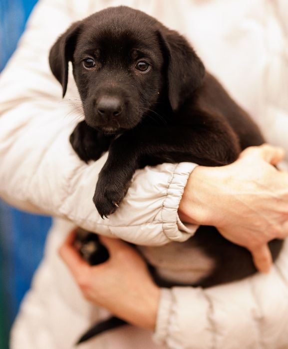 Цуценя-хлопчик, 2 міс шукає дім!