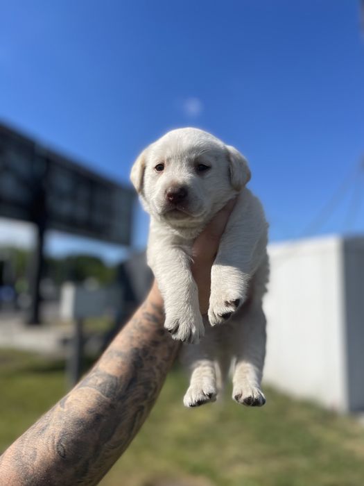 Крутяцкі Лабрадорчики