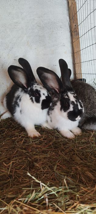 Програма  кролів