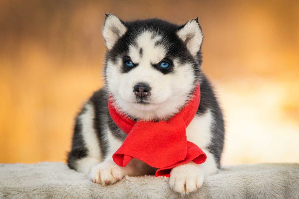 Хаски с голубыми глазами, мальчики и девочки