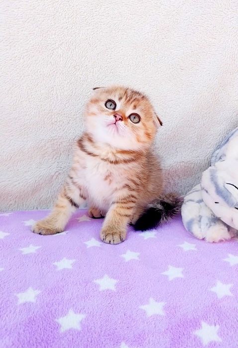 Милашка мальчик Фолдик
