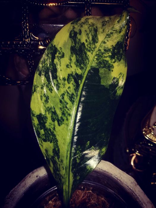 Dieffenbachia Variegata Daguensis RZADKOŚĆ monstera philodendron