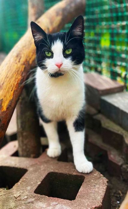 Balbinka szuka  domku