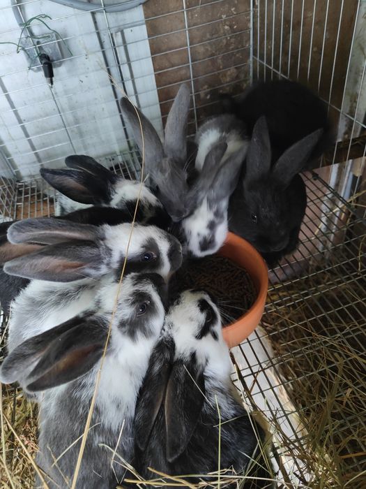 Coelhos caseiros com 1 mês e meio