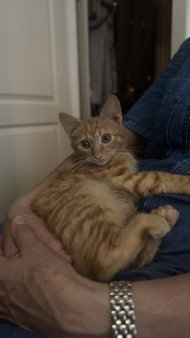 Котята в хорошие руки