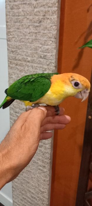Marianinhas cabeça canela criadas à mão já xexadas.