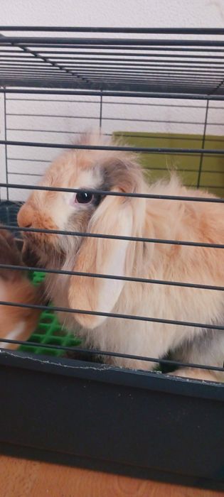 Casal coelhos anões + Gaiola Grande