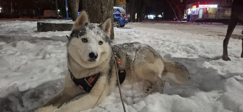 отдам хаски бесплатно
