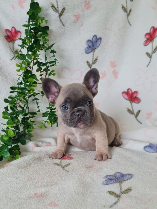 Excelente menina blue fawn Bulldog/Bouledogue Frances de Qualidade